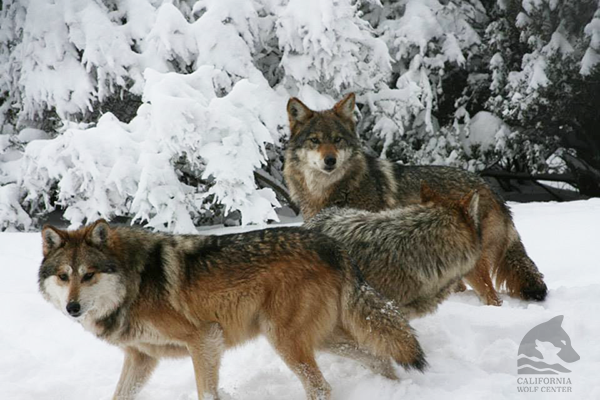 In Memoriam: Zeke (M1049) 2007-2020 | California Wolf Center